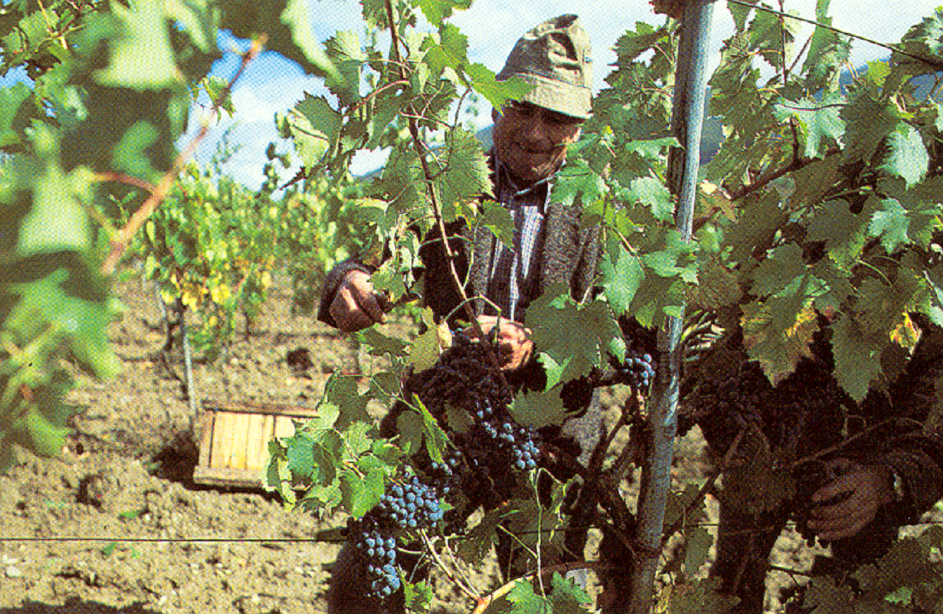 Fattoria dell'Aiola bei Siena: Besichtigung mit Weinprobe (Standard)