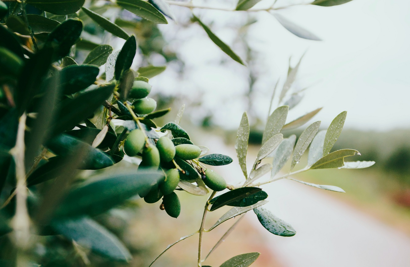 Lerngang Landwirtschaft und Olivenölherstellung